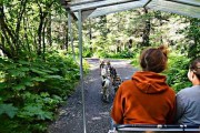 Alaska dog sledding
