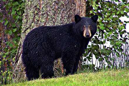 Cruise travelers can see bears at several wildlife facilities. Credit: Pixabay license