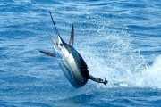 Sailfish
