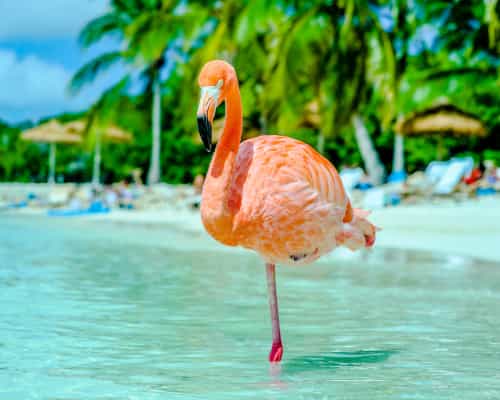 Aruba beach flamingo