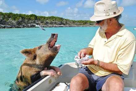 Visitor feeds swimming pig