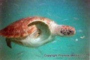 Barbados sea turtle