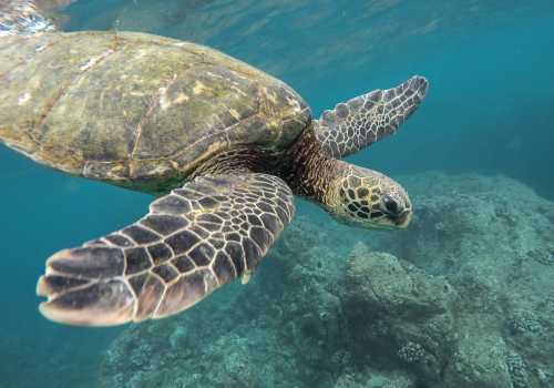 Swimming with sea turtles