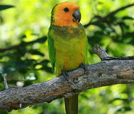Bonaire parakeet. Credit: Wikimedia Creative Commons license