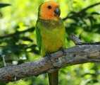 Bonaire parakeet