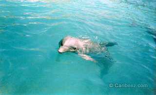 Cancun dolphin