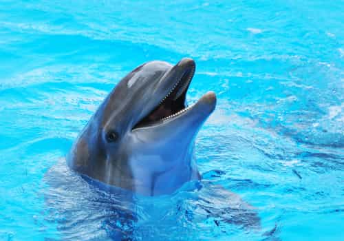 Dolphins