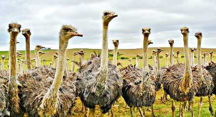 Ostriches