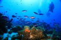 Caribbean scuba diving