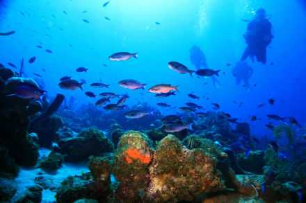 Caribbean scuba