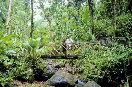  Tropisches Martinique