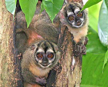 Panama night monkeys