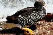 Kelp goose